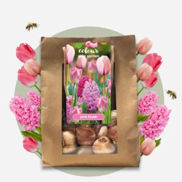 Frø^Pink Blush - Sæt med 25 - Tulipa, Hyacinthus - Blomsterløg
