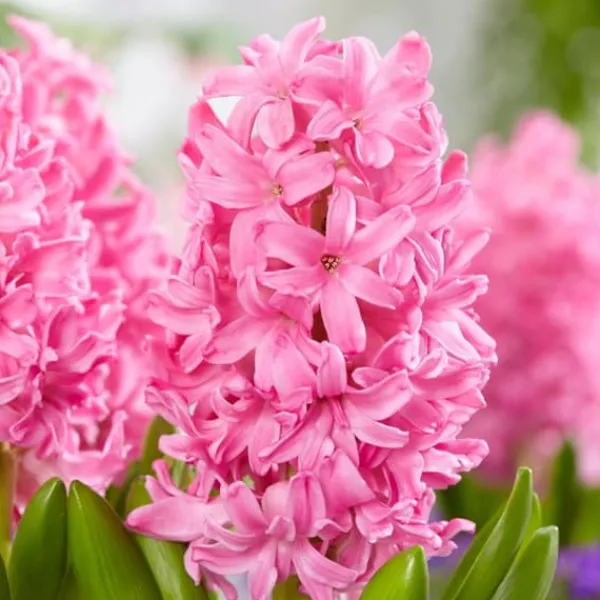 Frø^Pink Blush - Sæt med 25 - Tulipa, Hyacinthus - Blomsterløg