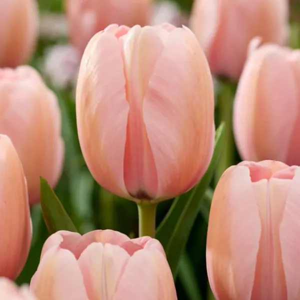 Frø^Pink Blush - Sæt med 25 - Tulipa, Hyacinthus - Blomsterløg