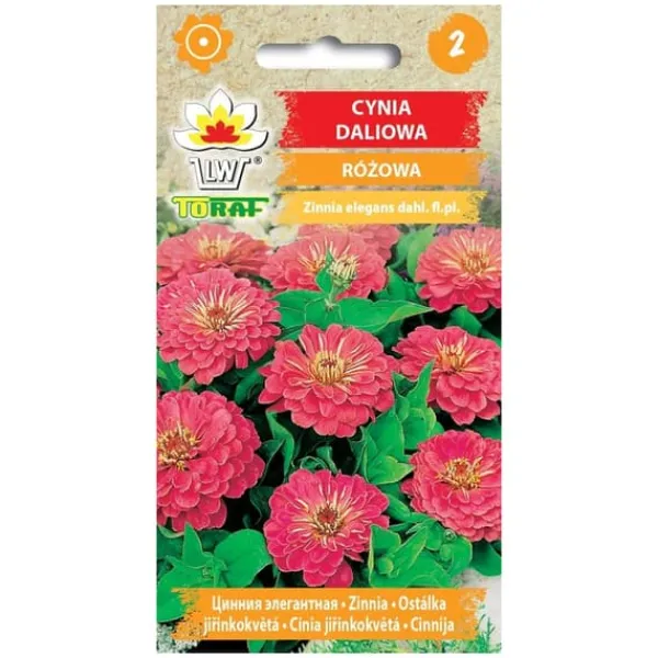 Frø^Pink dahlia zinnia frø - Store, dobbelte blomster til blomsterbede og buketter