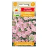 Frø^Pink sommerliljefrø - Let og luftig blomstring til blomsterbede og buketter