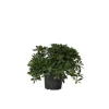 Pittosporum - Pittosporum tobira nanum - Højde 30-40cm - ⌀19cm Krukkeplanter Indendørs