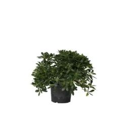Pittosporum - Pittosporum tobira nanum - Højde 30-40cm - ⌀19cm Krukkeplanter Indendørs