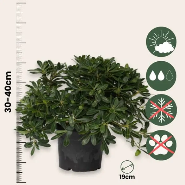 Pittosporum - Pittosporum tobira nanum - Højde 30-40cm - ⌀19cm Krukkeplanter Indendørs