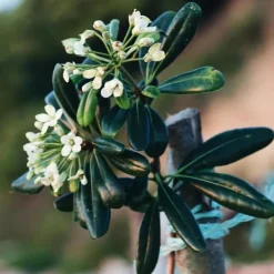 Pittosporum - Pittosporum tobira nanum - Højde 30-40cm - ⌀19cm Krukkeplanter Indendørs