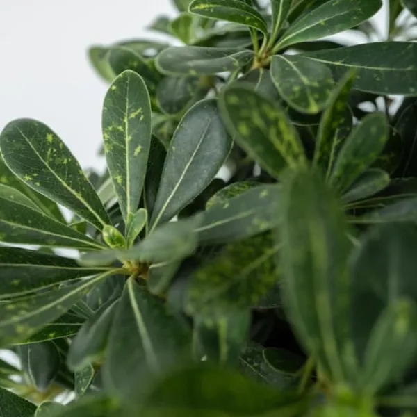 Pittosporum - Pittosporum tobira nanum - Højde 30-40cm - ⌀19cm Krukkeplanter Indendørs