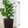 Clearance Plantestativ - Støtte til planter/blomster i jord - 17 cm Krukkeplanter Indendørs