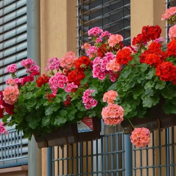 Gødningsmidler^PLANTON K Multikomponentgødning til pelargonier og blomstrende planter 200 g