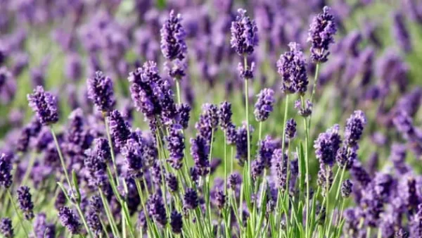 New PLANTON L Multikomponentgødning til lavendel 200g Gødningsmidler