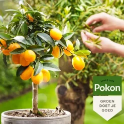 Gødningsmidler^Pokon - flydende plantegødning Middelhavsplanter - 500 ml