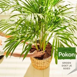 Gødningsmidler^Pokon flydende plantefoder - palmer - 250ml