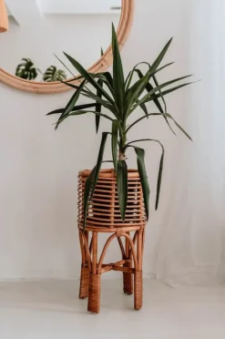 Krukkeplanter Indendørs^POLLIE S KARAMEL BLOMSTER BED