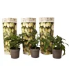 Krukkeplanter Indendørs^Pæremelon - Sæt med 3 - Solanum Muricatum 'Pepino gold' - Højde 25-40cm - ⌀9cm