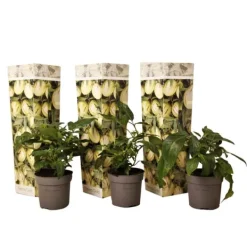 Krukkeplanter Indendørs^Pæremelon - Sæt med 3 - Solanum Muricatum 'Pepino gold' - Højde 25-40cm - ⌀9cm