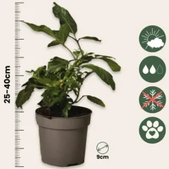 Krukkeplanter Indendørs^Pæremelon - Sæt med 3 - Solanum Muricatum 'Pepino gold' - Højde 25-40cm - ⌀9cm