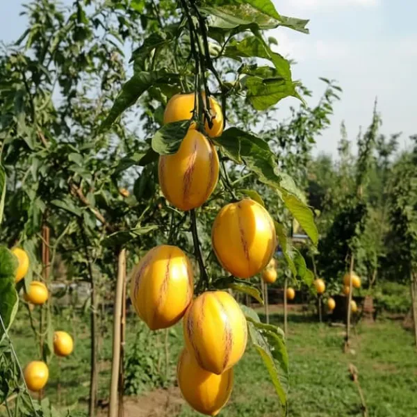 Krukkeplanter Indendørs^Pæremelon - Sæt med 3 - Solanum Muricatum 'Pepino gold' - Højde 25-40cm - ⌀9cm