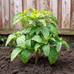 Krukkeplanter Indendørs^Pæremelon - Sæt med 3 - Solanum Muricatum 'Pepino gold' - Højde 25-40cm - ⌀9cm