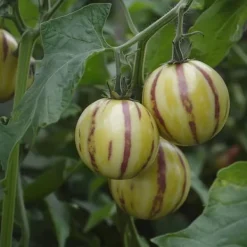 Krukkeplanter Indendørs^Pæremelon - Sæt med 3 - Solanum Muricatum 'Pepino gold' - Højde 25-40cm - ⌀9cm