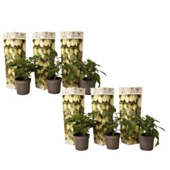 Krukkeplanter Indendørs^Pæremelon - Sæt med 6 - Solanum Muricatum 'Pepino gold' - Højde 25-40cm - ⌀9cm