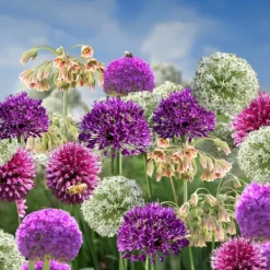 Frø^Prydløg - Sæt med 80 - Allium - Blomsterløg - Flerfarvet