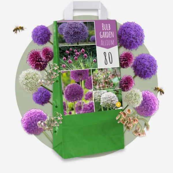 Frø^Prydløg - Sæt med 80 - Allium - Blomsterløg - Flerfarvet