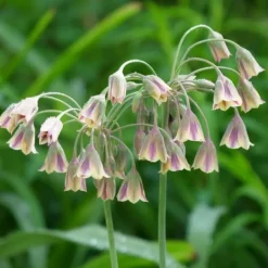 Frø^Prydløg - Sæt med 80 - Allium - Blomsterløg - Flerfarvet