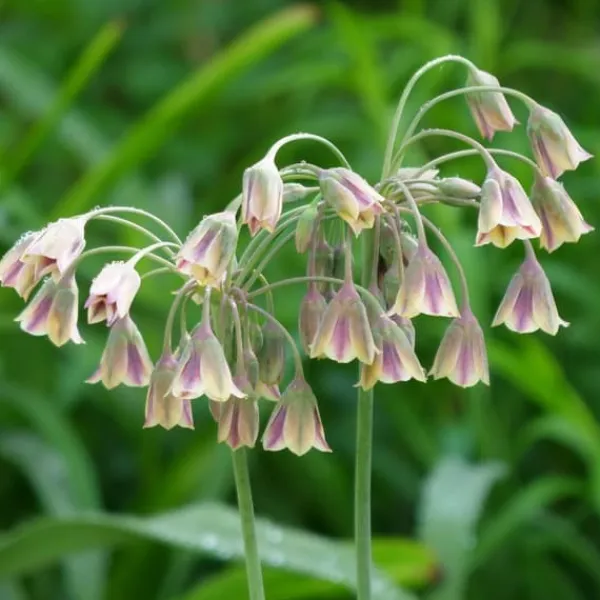 Frø^Prydløg - Sæt med 80 - Allium - Blomsterløg - Flerfarvet