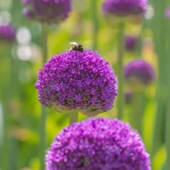 Frø^Prydløg - Sæt med 80 - Allium - Blomsterløg - Flerfarvet