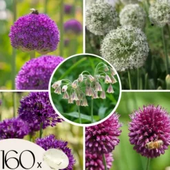 Frø^Prydløg - Sæt med 160 - Allium - Blomsterløg - Flerfarvet