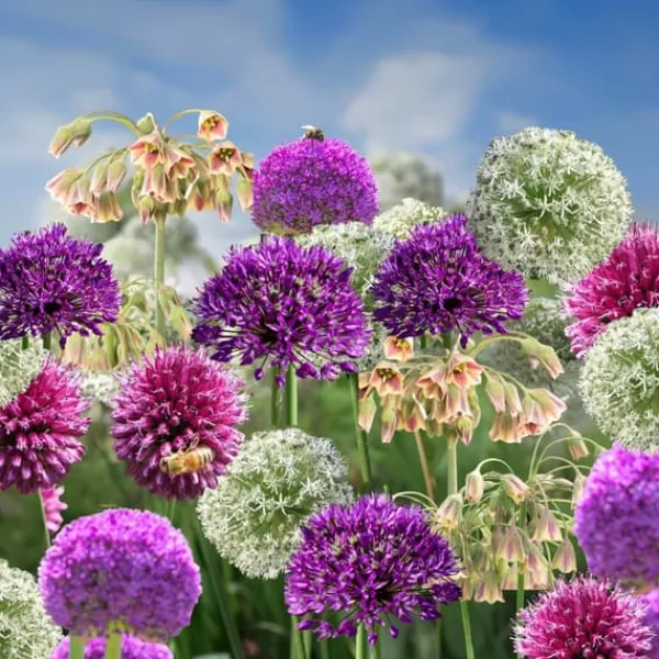 Frø^Prydløg - Sæt med 160 - Allium - Blomsterløg - Flerfarvet