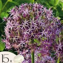 Hot Prydløg - Sæt med 15 - Allium 'Christophii' - Blomsterløg - Lilla Frø