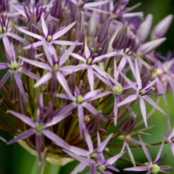 Hot Prydløg - Sæt med 15 - Allium 'Christophii' - Blomsterløg - Lilla Frø