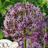 Frø^Prydløg - Sæt med 30 - Allium 'Christophii' - Blomsterløg - Lilla
