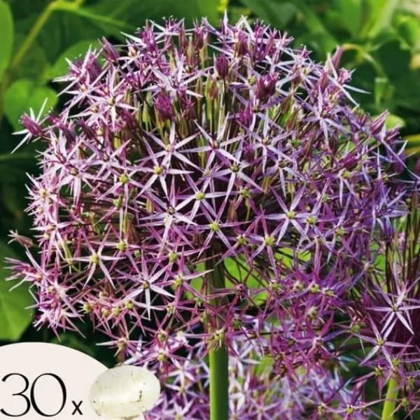 Frø^Prydløg - Sæt med 30 - Allium 'Christophii' - Blomsterløg - Lilla