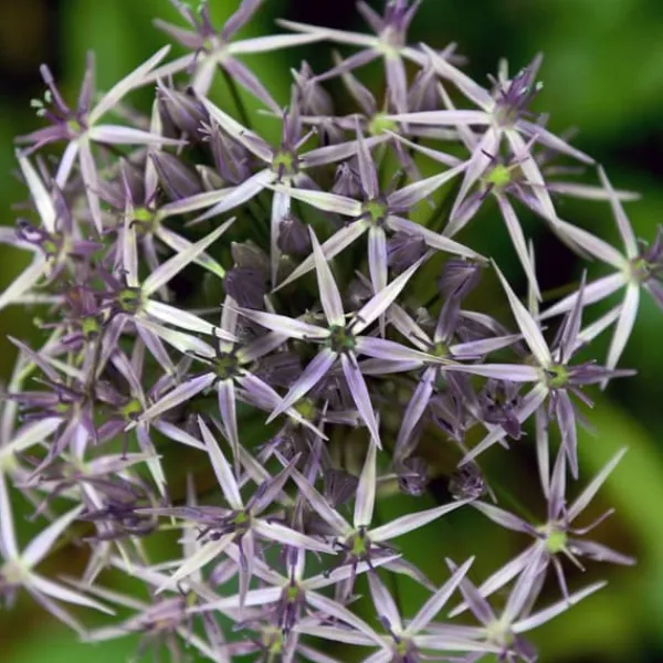 Frø^Prydløg - Sæt med 30 - Allium 'Christophii' - Blomsterløg - Lilla