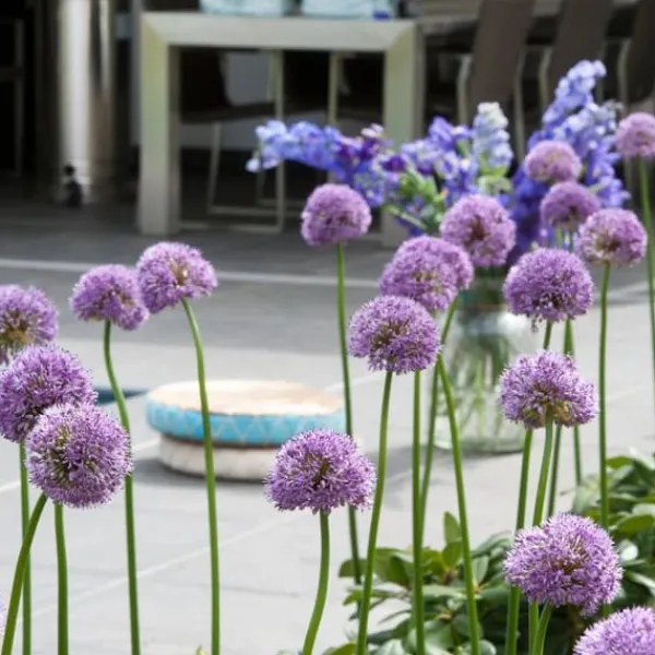 Frø^Prydløg - Sæt med 16 - Allium 'Gladiator' - Blomsterløg - Lilla