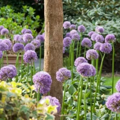 Frø^Prydløg - Sæt med 16 - Allium 'Gladiator' - Blomsterløg - Lilla