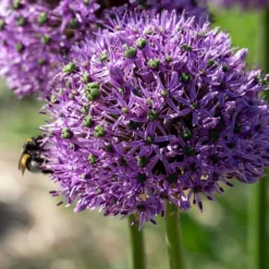 Frø^Prydløg - Sæt med 16 - Allium 'Gladiator' - Blomsterløg - Lilla