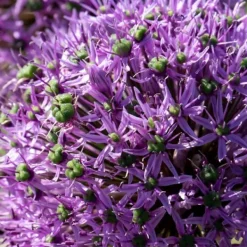 Frø^Prydløg - Sæt med 16 - Allium 'Gladiator' - Blomsterløg - Lilla