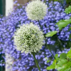 New Prydløg - Sæt med 6 - Allium 'Mount Everest' - Blomsterløg - Hvid Frø