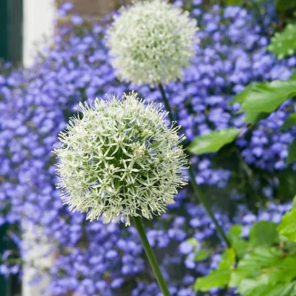 New Prydløg - Sæt med 6 - Allium 'Mount Everest' - Blomsterløg - Hvid Frø
