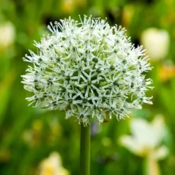 New Prydløg - Sæt med 6 - Allium 'Mount Everest' - Blomsterløg - Hvid Frø