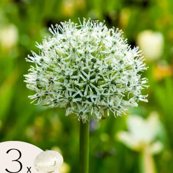 Frø^Prydløg - Sæt med 3 - Allium 'Mount Everest' - Blomsterløg - Hvid
