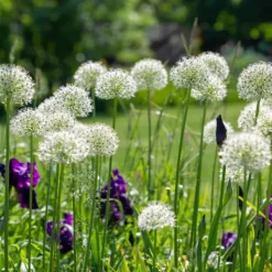 Frø^Prydløg - Sæt med 3 - Allium 'Mount Everest' - Blomsterløg - Hvid