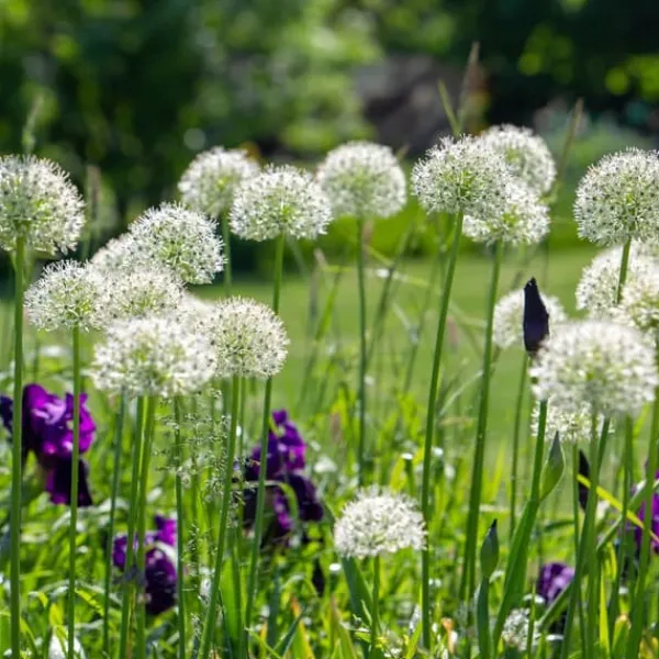 Frø^Prydløg - Sæt med 3 - Allium 'Mount Everest' - Blomsterløg - Hvid