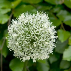 Frø^Prydløg - Sæt med 3 - Allium 'Mount Everest' - Blomsterløg - Hvid