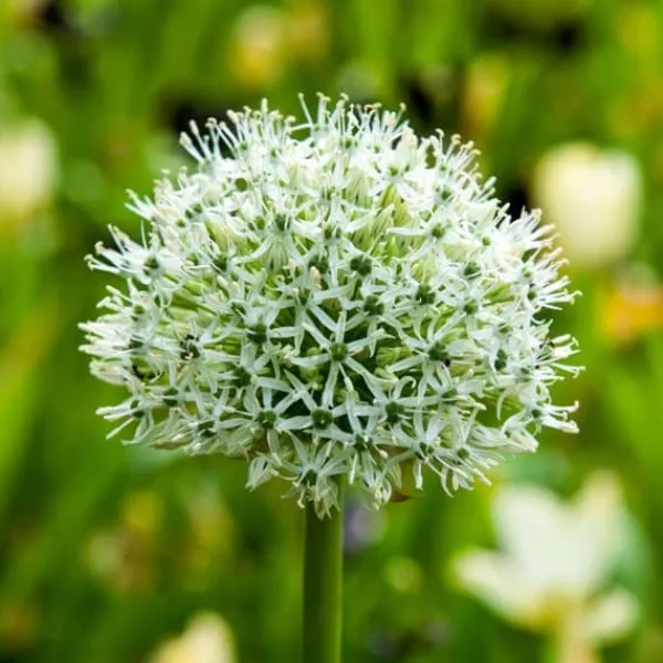 Frø^Prydløg - Sæt med 3 - Allium 'Mount Everest' - Blomsterløg - Hvid