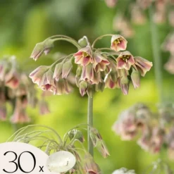 Frø^Prydløg - Sæt med 30 - Allium 'Nectaroscordum' - Blomsterløg - Lyserød