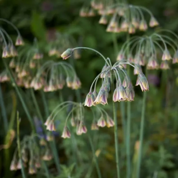 Frø^Prydløg - Sæt med 30 - Allium 'Nectaroscordum' - Blomsterløg - Lyserød