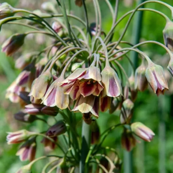 Frø^Prydløg - Sæt med 30 - Allium 'Nectaroscordum' - Blomsterløg - Lyserød